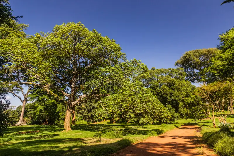 Rainforest trees lining a red-earth trail in the Entebbe Botanical Gardens