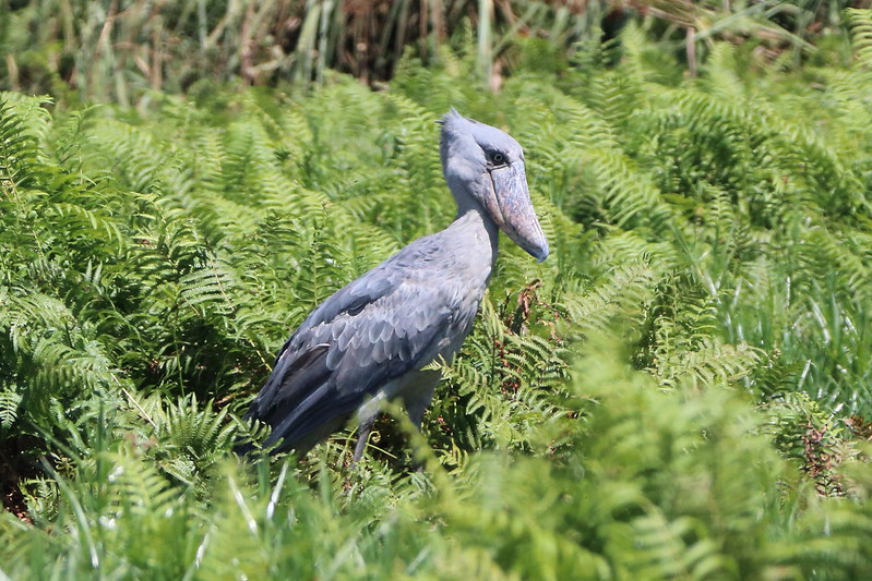 A grey shoebill stork standing among green ferns at the Uganda Wildlife Conservation Centre